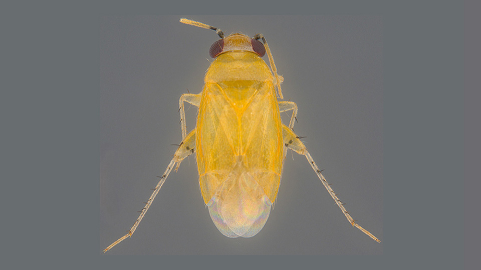New plant bug species discovered