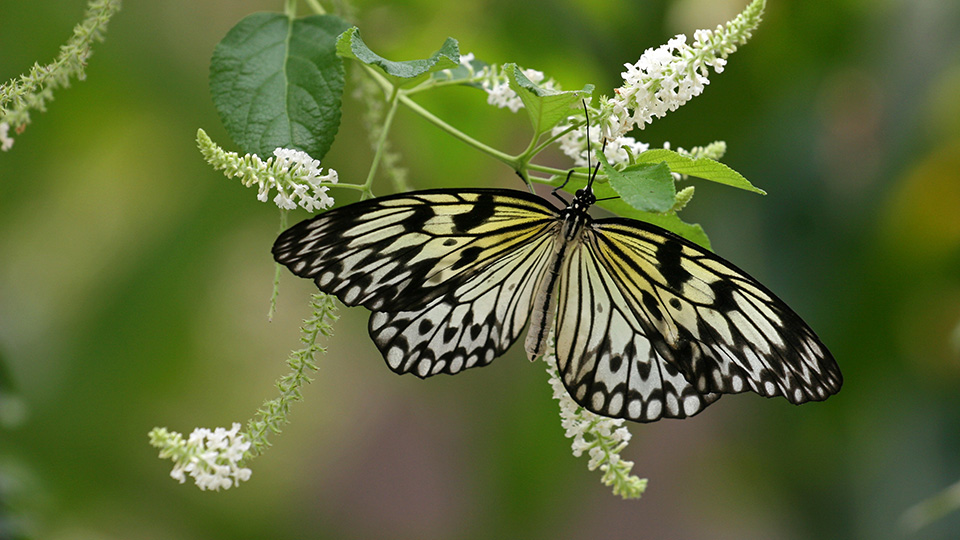 Beyond bees and butterflies: Why S-E Asia must boost insect conservation