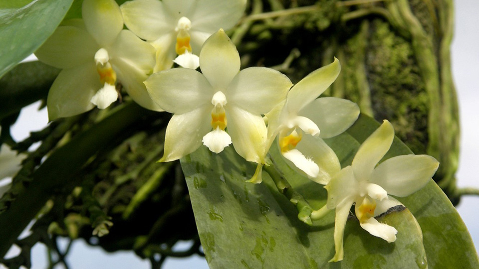 Celebrating excellence: Prof Hew Choy Sin receives distinguished orchid research honour