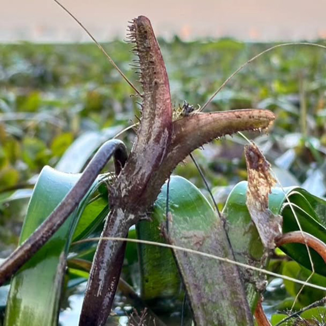 Making waves in seagrass research and restoration